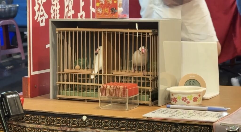 饒河街観光夜市の鳥占いで、ケージから出た小鳥が並べられたカードの中から一枚をくちばしで選び取る瞬間の様子。選ばれたカードを使って占う台湾ならではの体験で、台北夜市の食べ歩き以外の文化的魅力を伝える場面